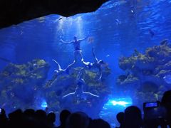 -芜湖新华联大白鲸海洋公园