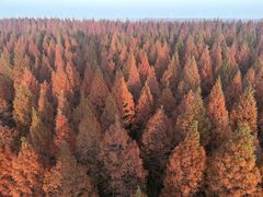 -黄海国家森林公园