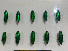 -上海昆虫博物馆