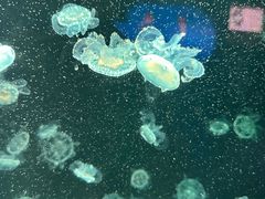 -太平洋海底世界