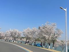 -羊山湖公园
