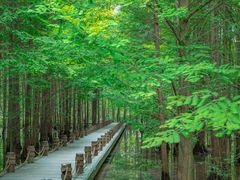 -桤木河湿地公园