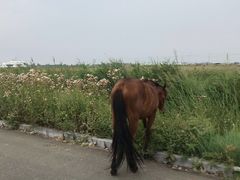 -敕勒川草原文化旅游区