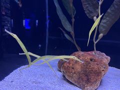 -上海海洋水族馆