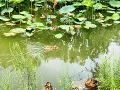 -近春园遗址