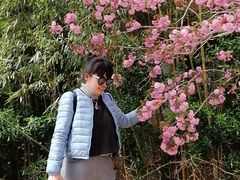 -莱阳濯村樱花园