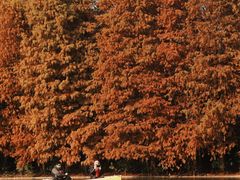 -上海海湾国家森林公园