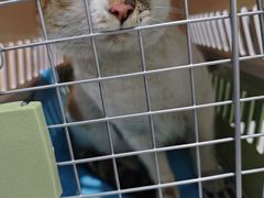 -A猫a狗全科·犬猫异宠·芥西宠物医院(南开总院)