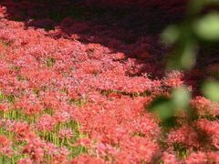 -西安大兴善寺