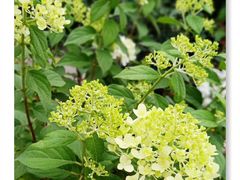 -三圣花乡旅游区