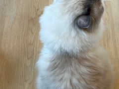 -有喵·猫咖·狗咖·30几只猫10只小狗(岗厦店)