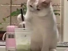 -奈雪的茶(金鹰广场店)