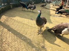 -武汉紫薇都市田园