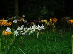 -杭州植物园