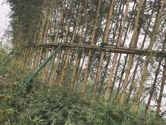 -桤木河湿地公园