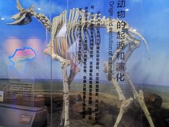 -国家自然博物馆