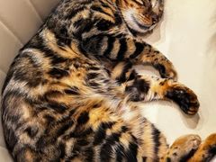 -安格丽娜·狗咖·猫咖羊驼咖(春熙路百盛商场店)