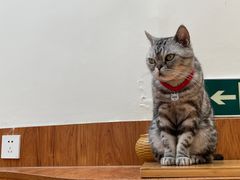 -有猫主题·治愈系猫咖(曾厝垵店)