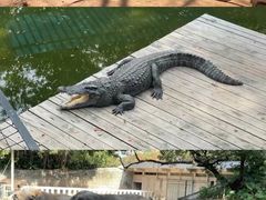 -深圳野生动物园