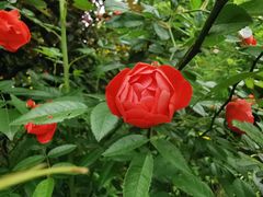 -铁山坪森林公园