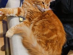 -藏猫猫咖啡主题馆(中央大道店)