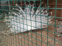 -西双版纳总佛寺