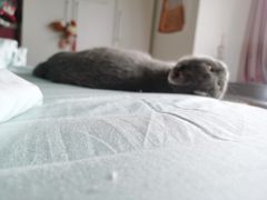 -瑞鹏宠物医院·骨科·猫科·内科(第一中心)