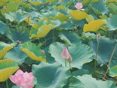 -羊亭河湿地公园