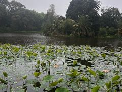 -墨尔本皇家植物园