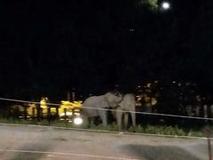 -清迈夜间动物园