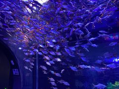 -成都浩海立方海洋公园