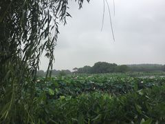 -荷塘月色湿地公园·向阳花洲