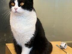 -有喵·猫咖·狗咖·30几只猫10只小狗(岗厦店)