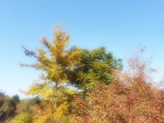 -昆山城市生态森林公园