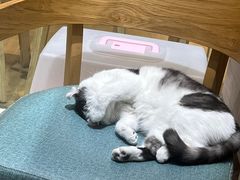 -藏猫猫咖啡主题馆(中央大道店)