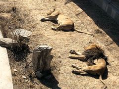 -石家庄市动物园