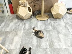 -楼上猫咖(罗湖店)