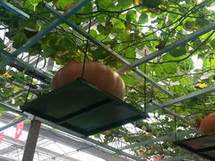 -兰陵国家农业公园