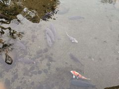-水前寺成趣园