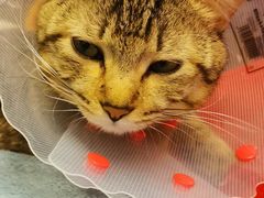 -中农大我爱我爱动物医院·核磁CT·猫病·24小时夜诊中心(石佛营店)