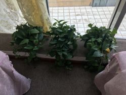 -谜秀专业半永久纹眉纹绣美瞳线洗眉