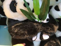-都江堰中华大熊猫苑
