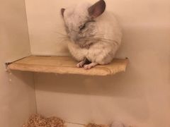 -龙猫仔乐园(惠福东路店)