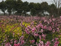 -南汇桃花村