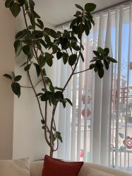 点击看大图 -WENDY·温迪皮肤管理