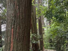-天目山大树王景区