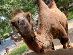 -北京野生动物园