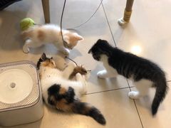 -平行世界·猫咖(首经贸店)