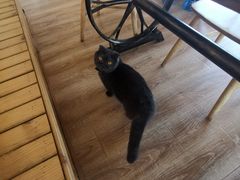 -猫的茶·猫咖