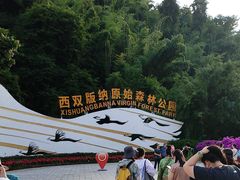 -西双版纳原始森林公园